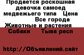 Продается роскошная девочка самоед медвежьего типа › Цена ­ 35 000 - Все города Животные и растения » Собаки   . Тыва респ.